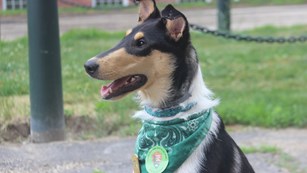 Dog wearing a BARK Ranger handkerchief