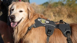 Dog in a service animal vest