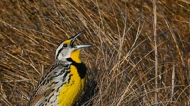 An Eastern meadowlark singing