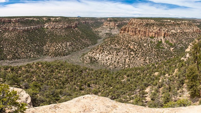 A vegetated desert canyon