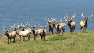 Herd of elk by the ocean