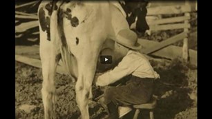Screenshot of a black and white image of a kid milking a cow
