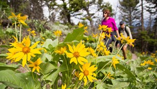 Hikers behind a bunch of yellow flowers
