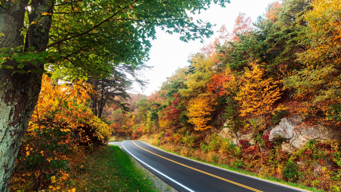 Road through a forest with fall colors