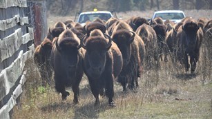 Herd of bison being corralled by trucks