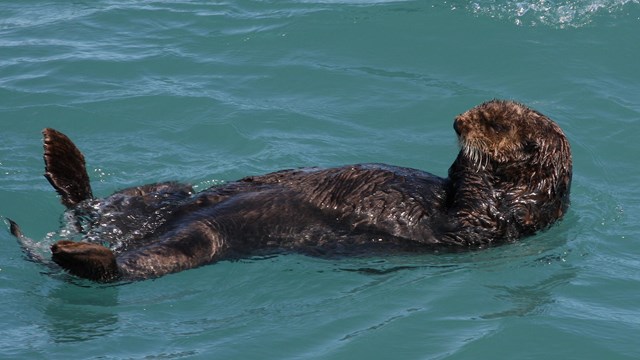 Otter floating on its back