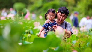 father and daughter enjoy lotus flowers