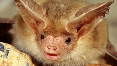 Pallid bat