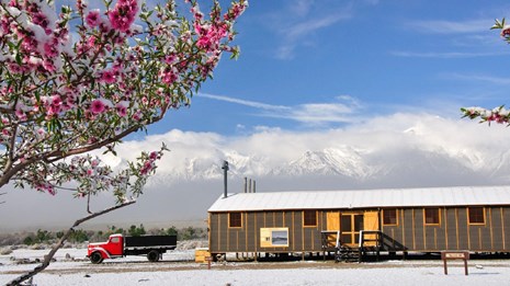 Pink-blossomed tree in front of a a trailer building and truck in a snow-covered desert