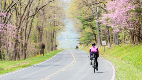 Bicyclist on a road lined with trees