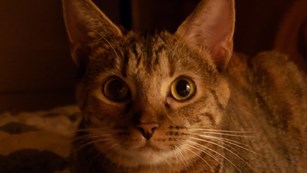 Cat's face