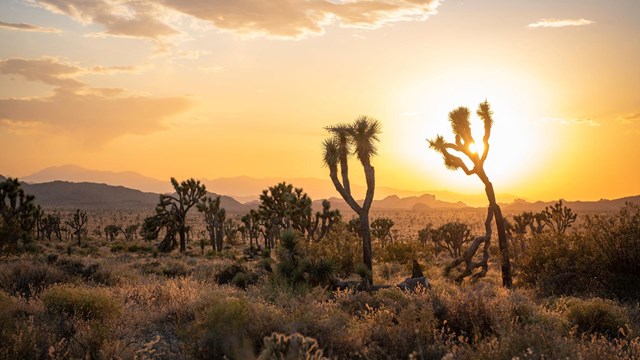 Desert valley with Joshua trees at sunset