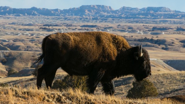Bison walking in a hilly prairie