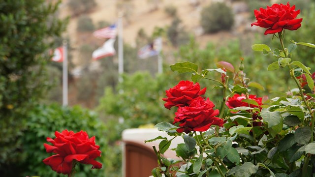Red flowers with a group of flags in the backround