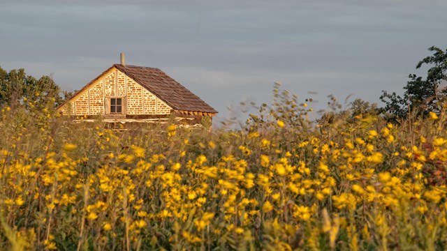 Cabin in a field of yellow flowers