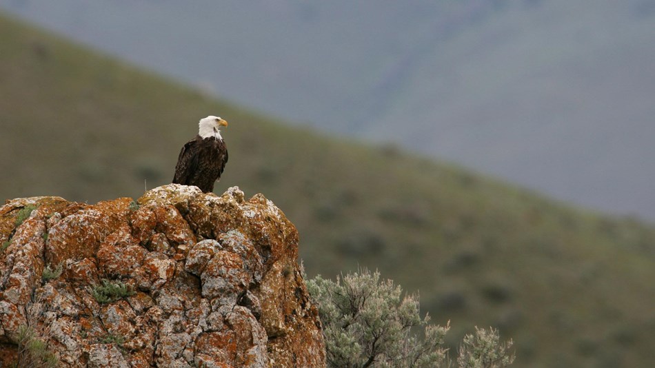 Bald eagle perched on an outcrop over a valley