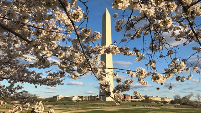 The Washington Monument framed by cherry blossoms