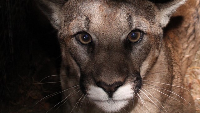 Face of a mountain lion