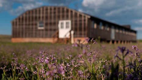 One-story building on a grassy field with purple flowers