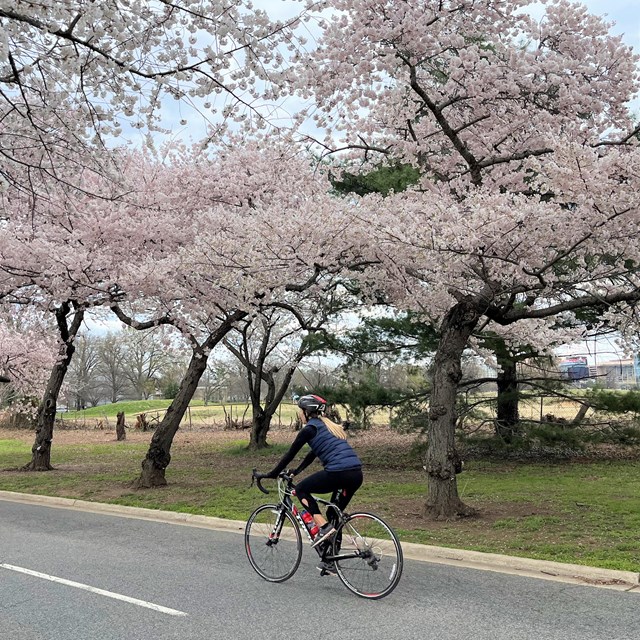 Bicyclist riding by cherry blossom trees