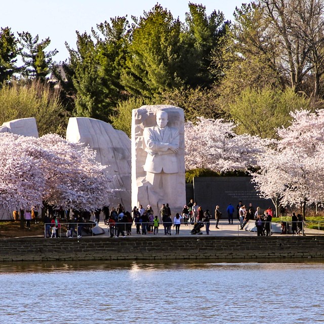 Statue of Martin Luther King Jr. surrounded by visitors and blossomed cherry blossom trees