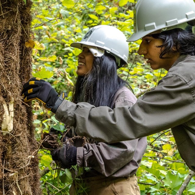 Two people examining a tree trunk 