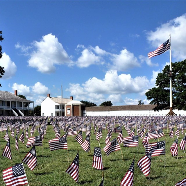 field of hundreds of small american flags