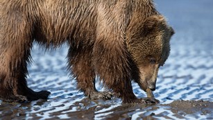 Coastal brown bear in Alaska