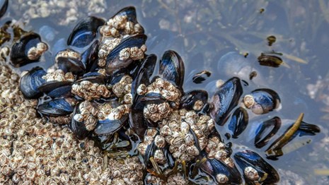 mussels and barnacles in a rocky pool