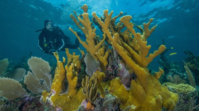 Diver admires an impressive stand of Elkhorn Coral in Biscayne National Park.