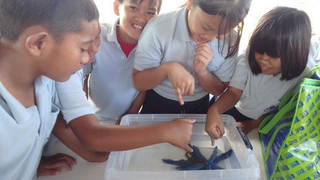 Children look at seastars