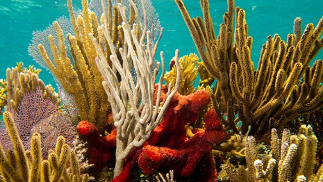 Coral reef at Biscayne National Park