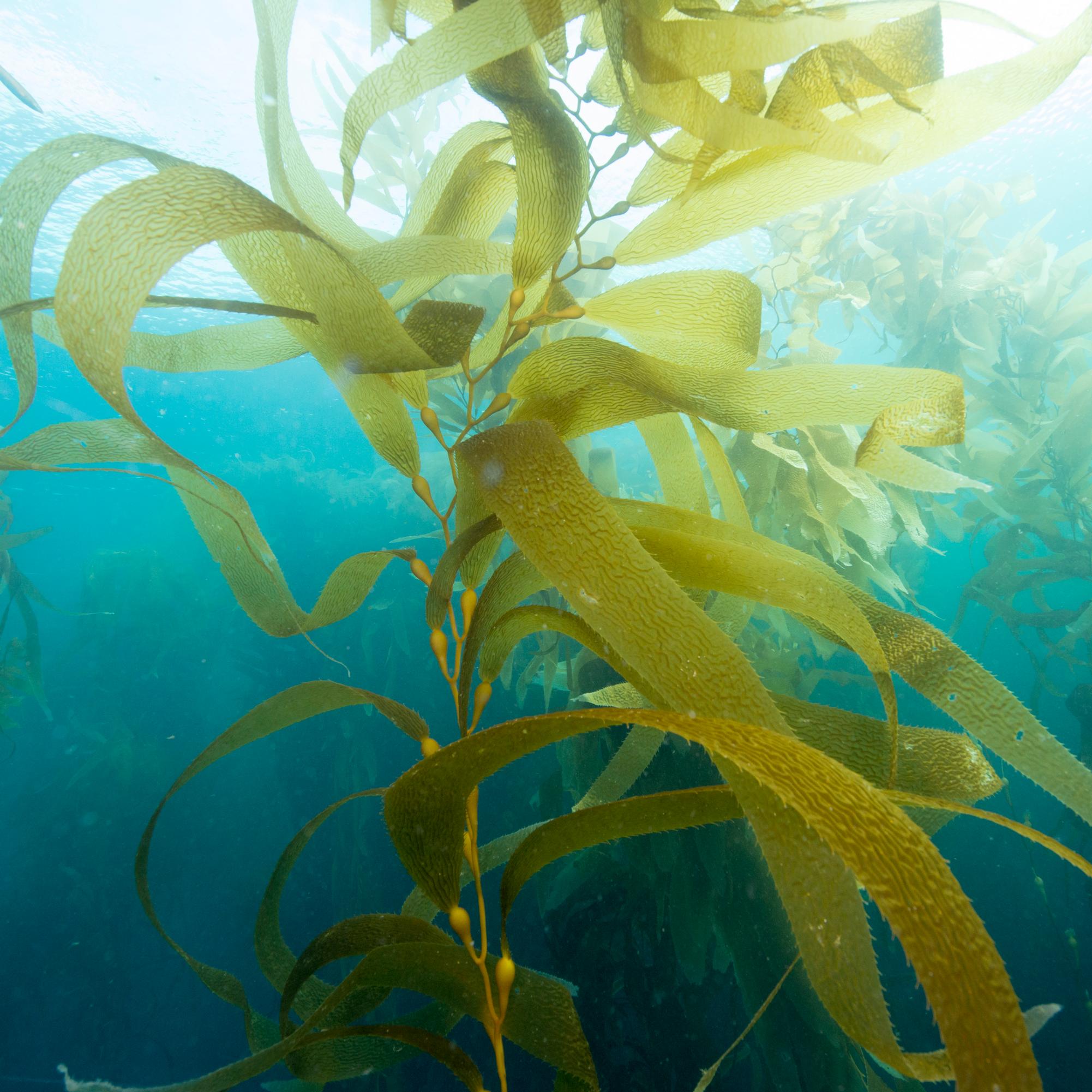 strand of giant kelp floating near the surface of the ocean with sunlight shining down