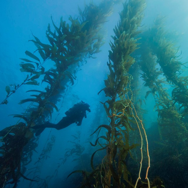 kelp forest graphic