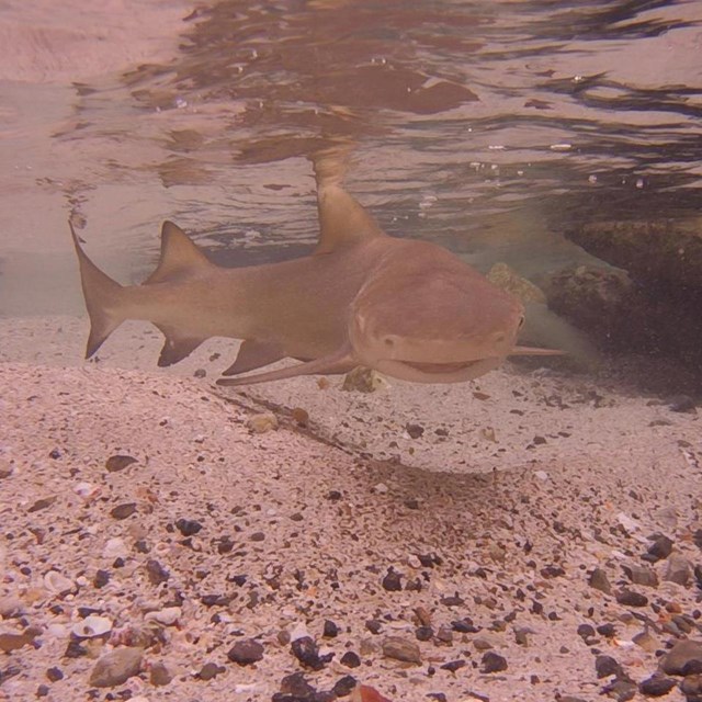 small shark swims above sandy bottom in shallow water