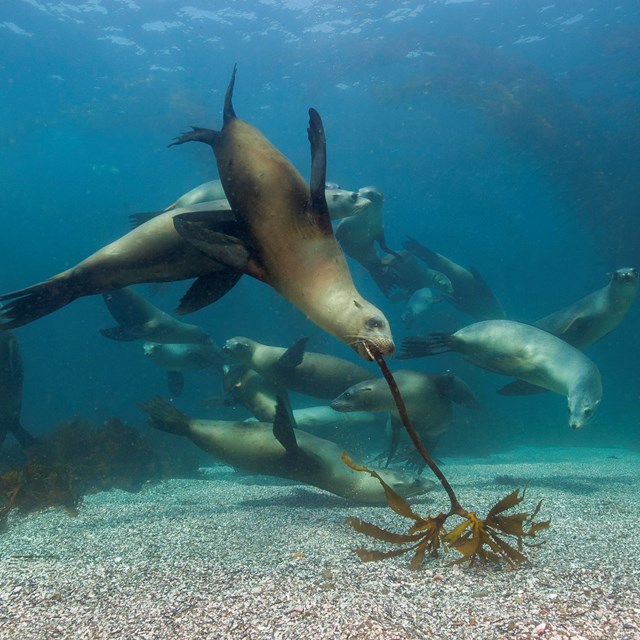 group of California sea lions playing with kelp underwater