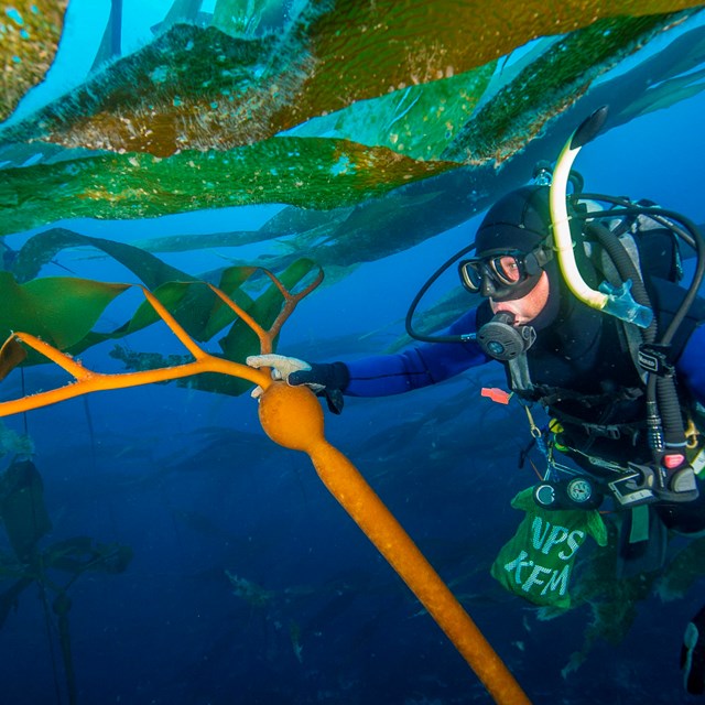 diver examining strand of bull kelp