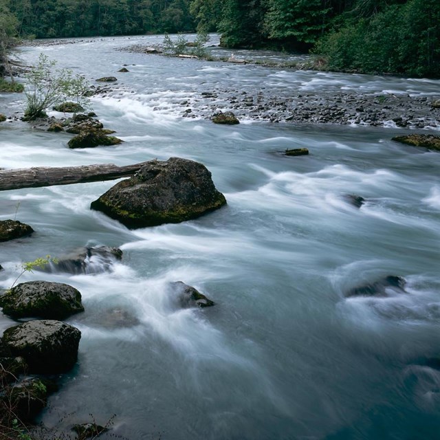 rushing river with forest in the background