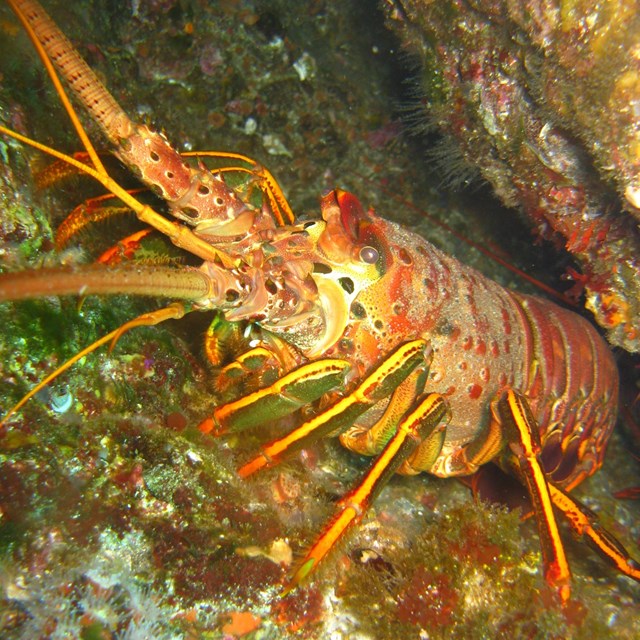 California spiny lobster crawling out of rocky crevice underwater