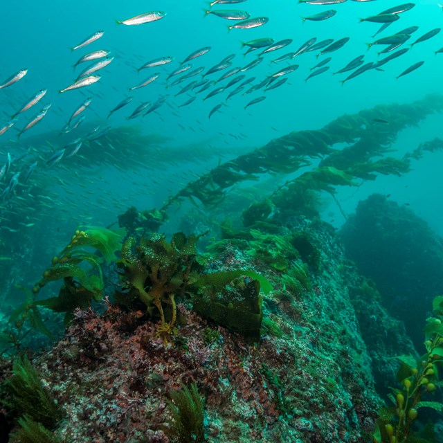 school of fish swims above strands of giant kelp