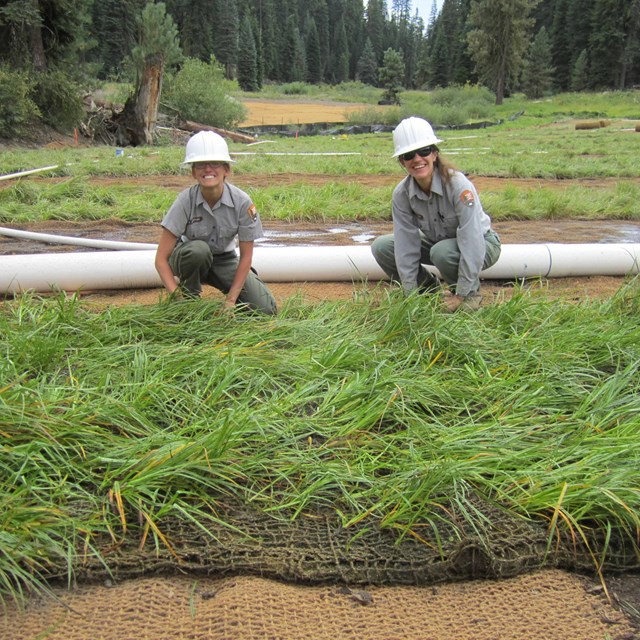 two park rangers wearing helmets working on a piece of grass in a wetland