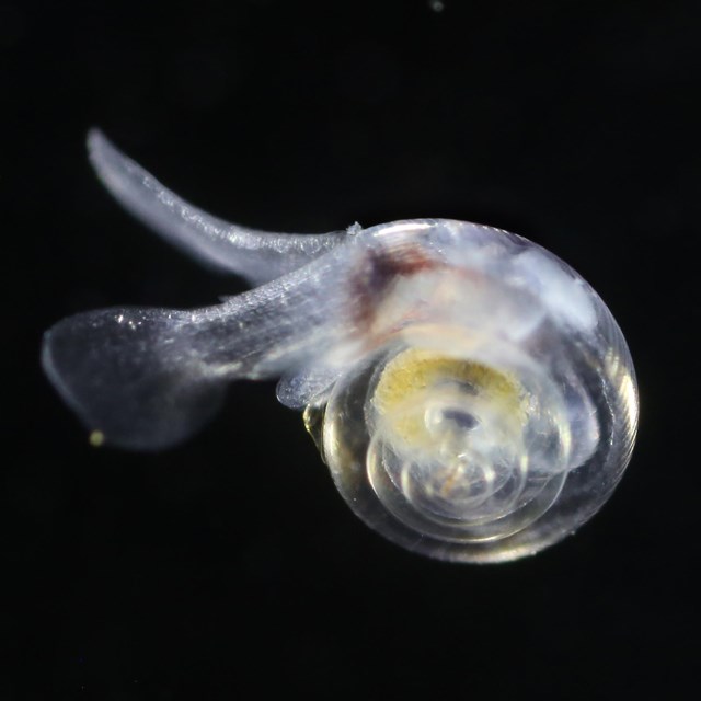 zoomed in view of pteropod