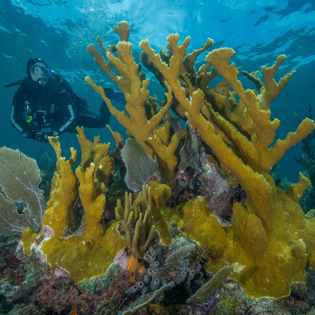 Diver admires an impressive stand of Elkhorn Coral in Biscayne National Park.