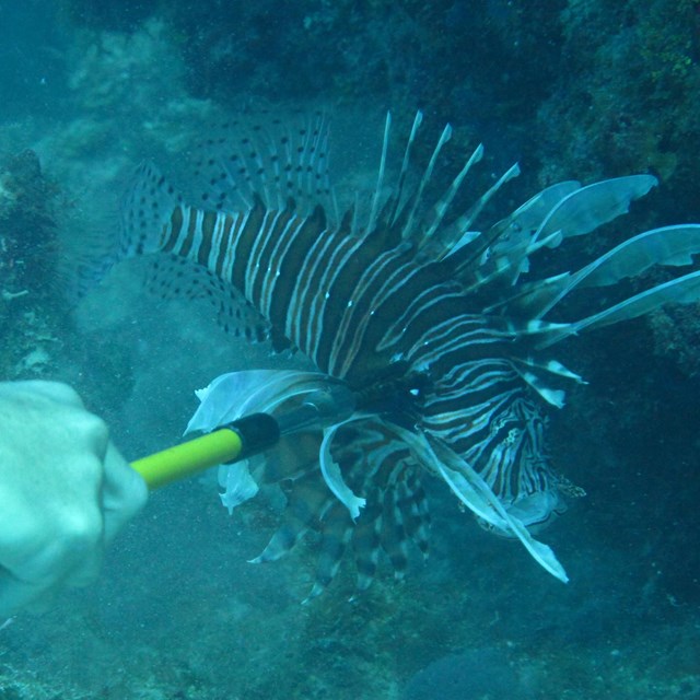 A lionfish at Dry Tortugas National Park