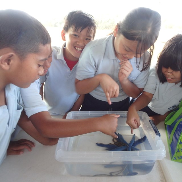 Children look at seastars 