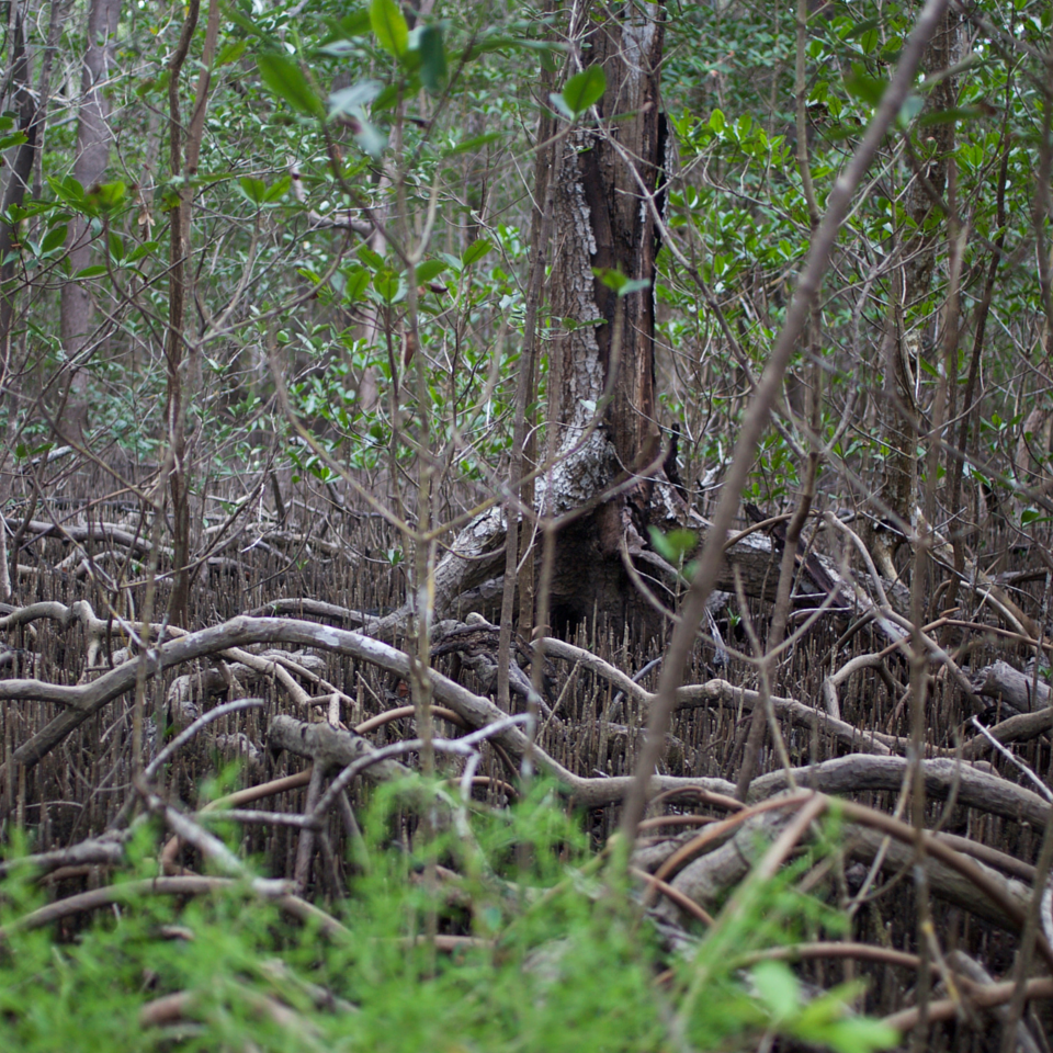 Mangroves 