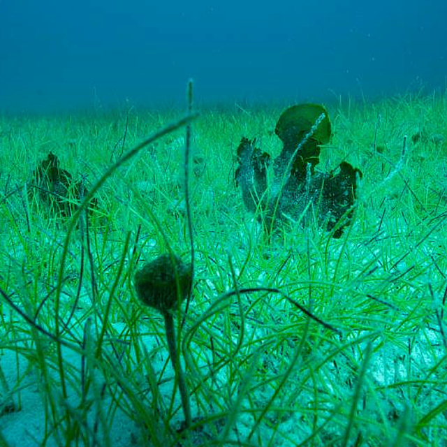 Seagrass Meadows graphic
