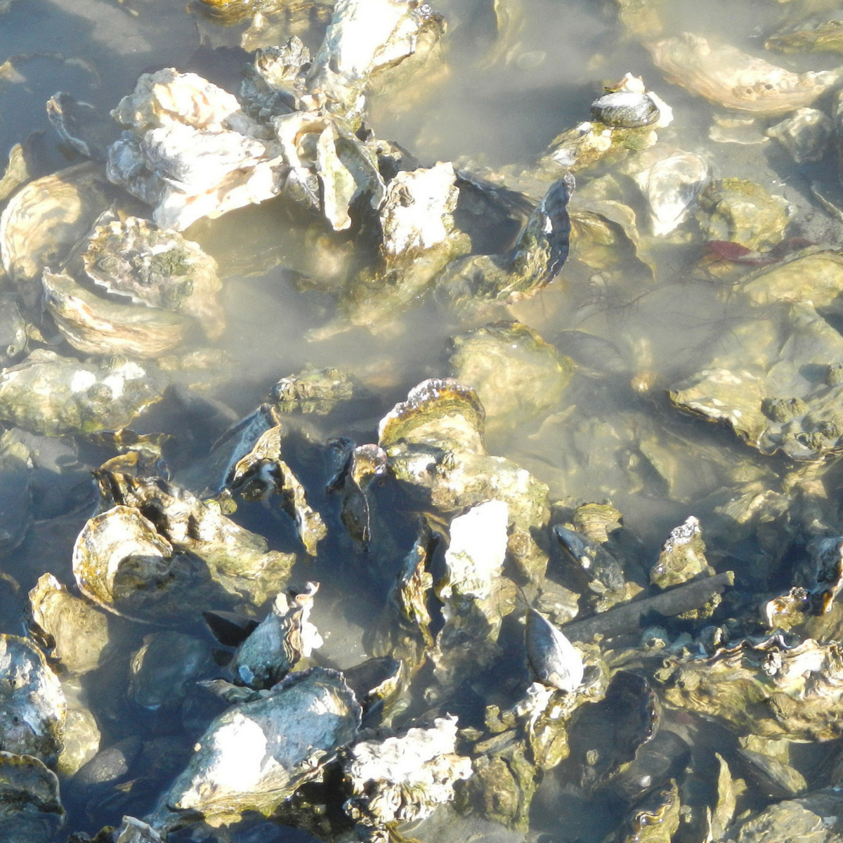 Oyster reef graphic