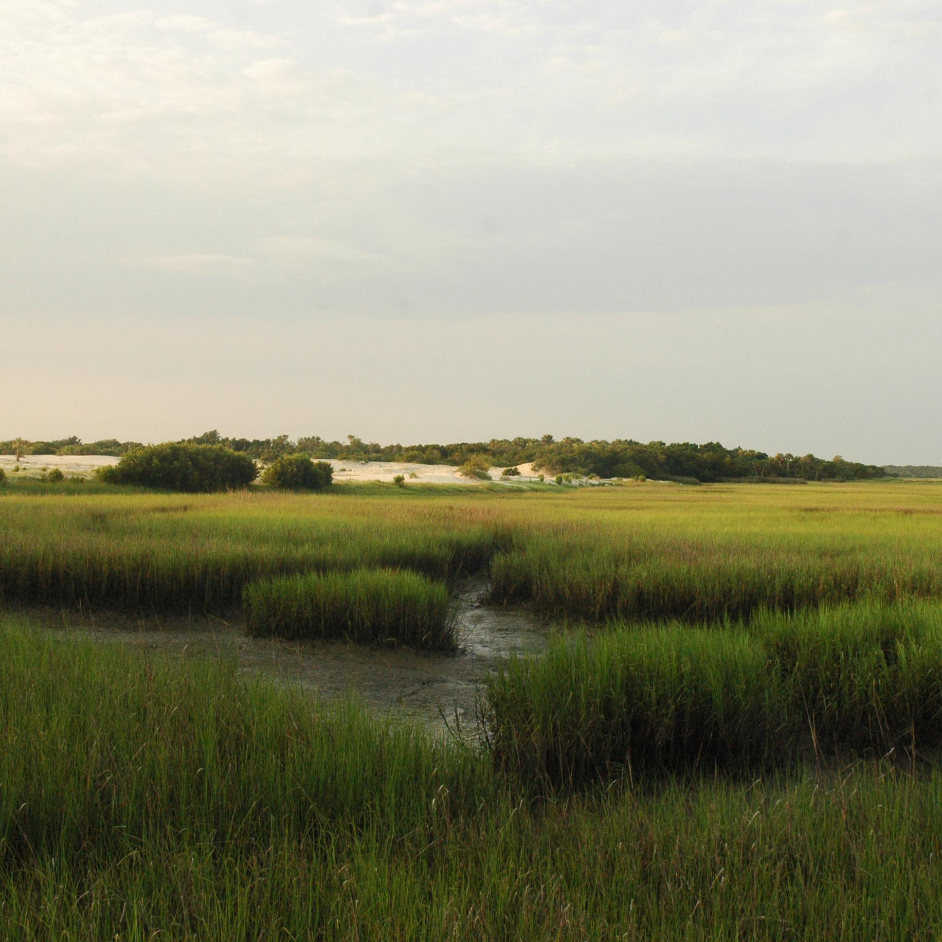 Salt Marsh