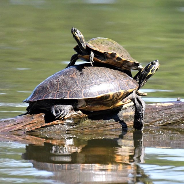 Two turtles on a log with a small one on top of a large one.